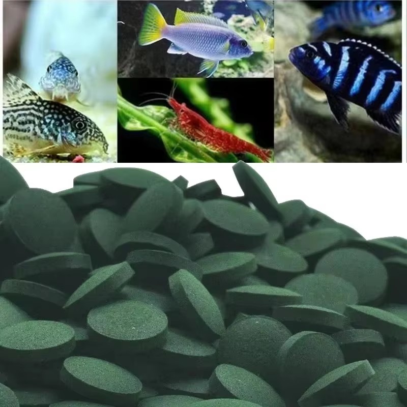 Fish Food Flake - 50/100/200/300pcs Spirulina Flakes Spirulina Catfish Tropical