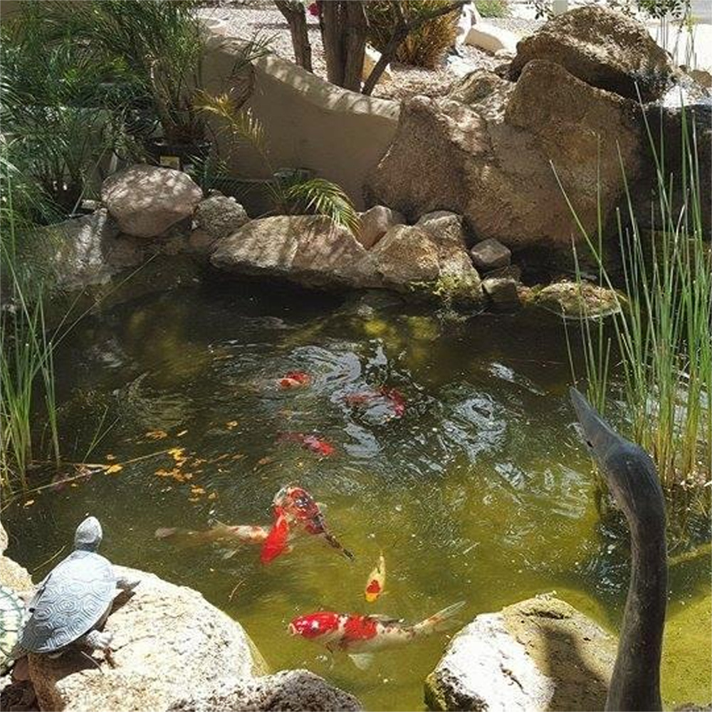 Color Enhancing Goldfish Food  - Fish Food Flake recension och pris